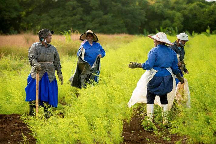 Women working in a climate-smart plantation