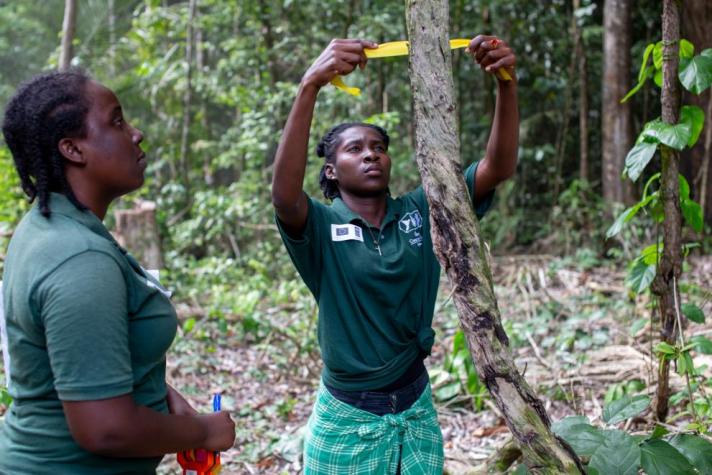 Young forest conservationists measuring a tree in Suriname