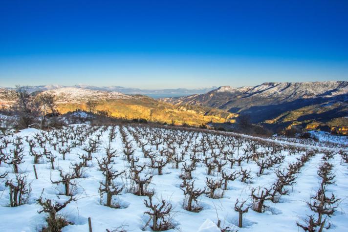 Greece vineyards