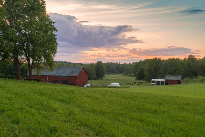 Farm buildings and cows grazing in field at sunset