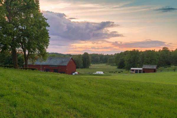 Farm buildings and cows grazing in field at sunset